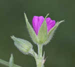 Cutleaf geranium